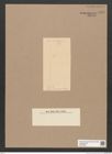 Diatomeae indet. Zeichnungen Sammlung Grunow Nr. 5533 (NHMW-BOT-W0373984)